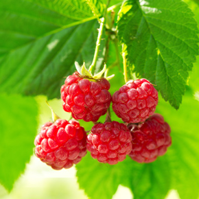 Caroline Red Raspberry Bare Root Plant for Sale