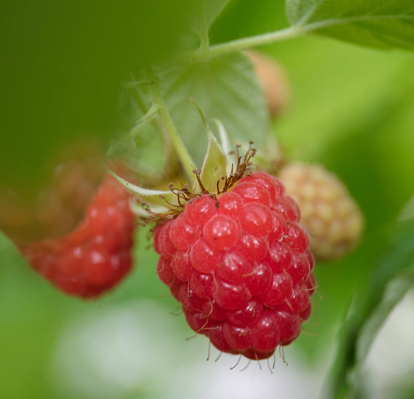 Cascade Delight Raspberry Bare Root Plant for Sale