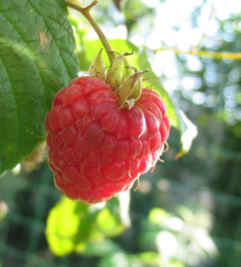 Heritage Red Raspberry Bare Root Plant for Sale