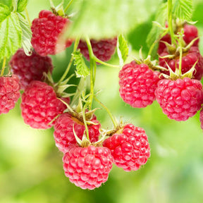 Raspberry Red Prelude Plant For Sale