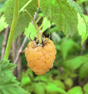 Anne Yellow Raspberry Bare Root Plant for Sale