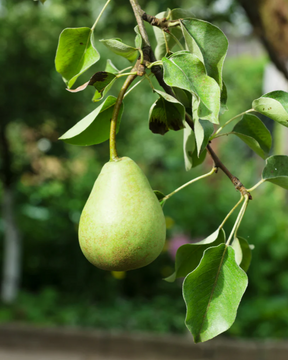 Red D'Anjou Pear Bare Root For Sale