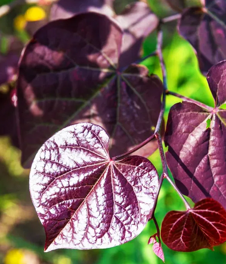Black Pearl Redbud Bare Root Tree or Shrub for Sale
