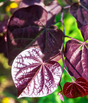 Black Pearl Redbud Bare Root Tree or Shrub for Sale