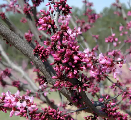 Merlot Redbud Bare Root Native Tree for Sale