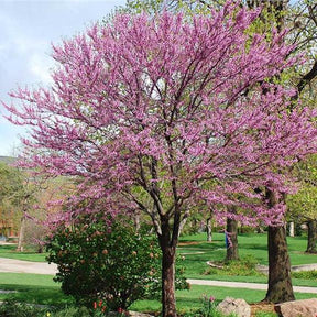 Redbud Bare Root Native Tree For Sale