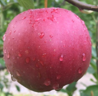 Budagovski 118 Apple Rootstock Bare Root Tree for Sale