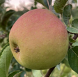Geneva 890 Apple Rootstock Bare Root Tree for Sale