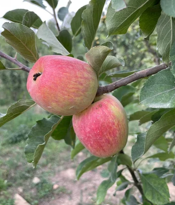 M.111 EMLA Apple Rootstock Bare Root Tree for Sale