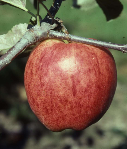 M.26 EMLA Apple Rootstock Bare Root Tree for Sale