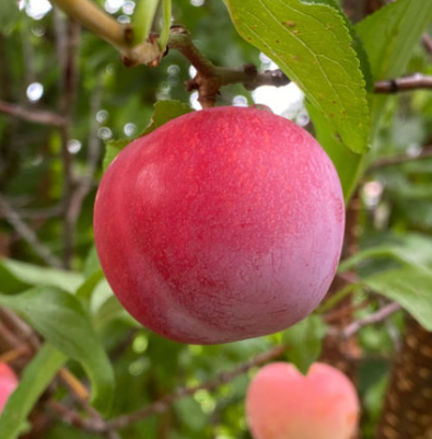 M.7 EMLA Apple Rootstock Bare Root Tree for Sale