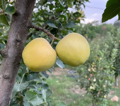 M.9 T337 Apple Rootstock Bare Root Tree for Sale