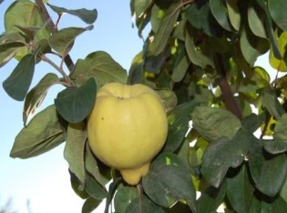 Provence Quince Pear Rootstock Bare Root Tree for Sale