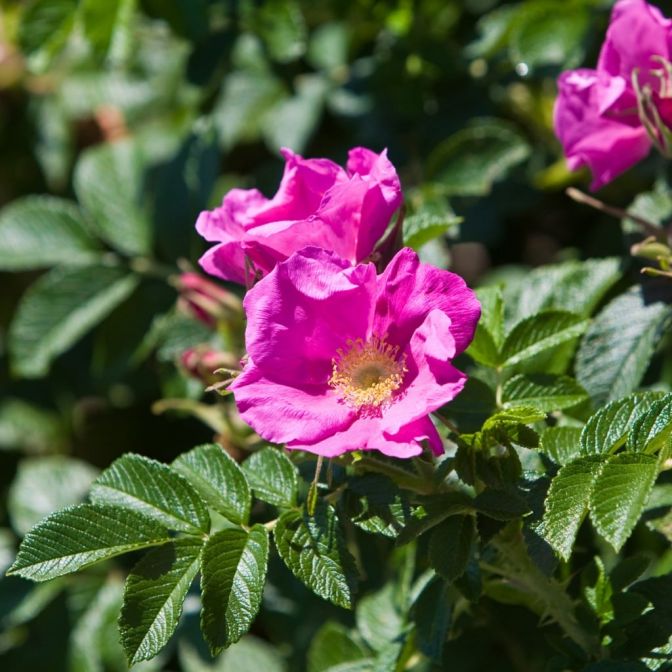 Rosa Rugosa Medicinal Tree For Sale