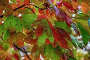 Sassafras Bare Root Tree for Sale