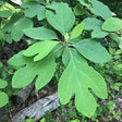 Sassafras Native Tree For Sale