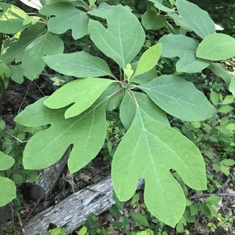 Sassafras Native Tree For Sale