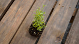 Satureja montana winter savory potted plant for sale