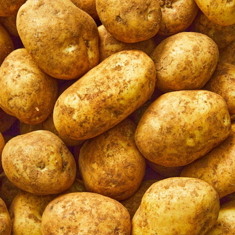 Seed Potato, Kennebec, Organic