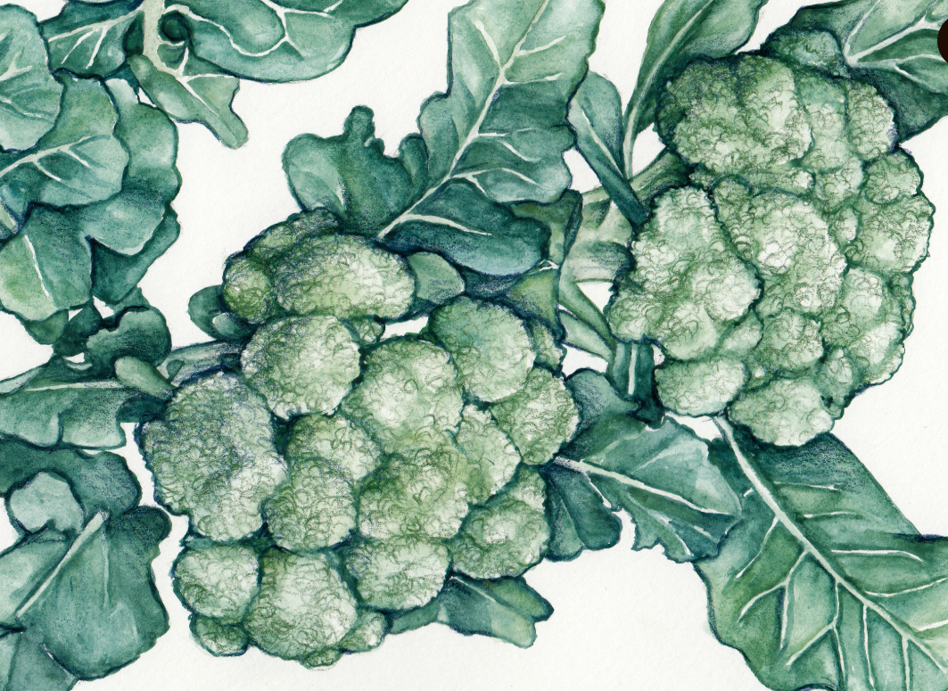 Seeds, Calabrese (Ital. Green Sprouting)