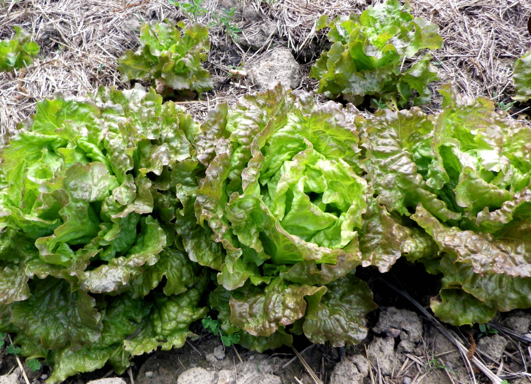 Seeds, Drunken Woman Looseleaf Lettuce