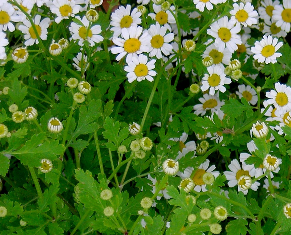 Seeds, Feverfew