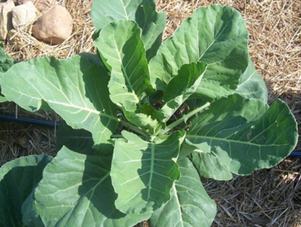 Seeds, Georgia Green (Georgia Southern, Creole) Collards