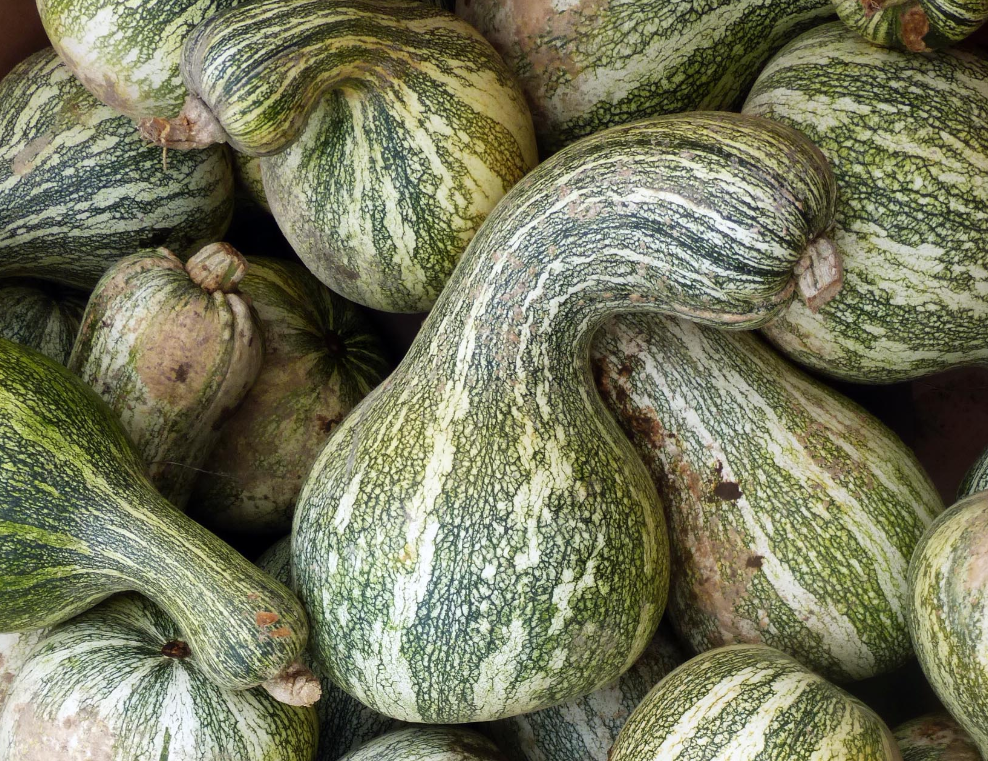 Seeds, Green-Striped Cushaw (Striped Crookneck) Winter Squash