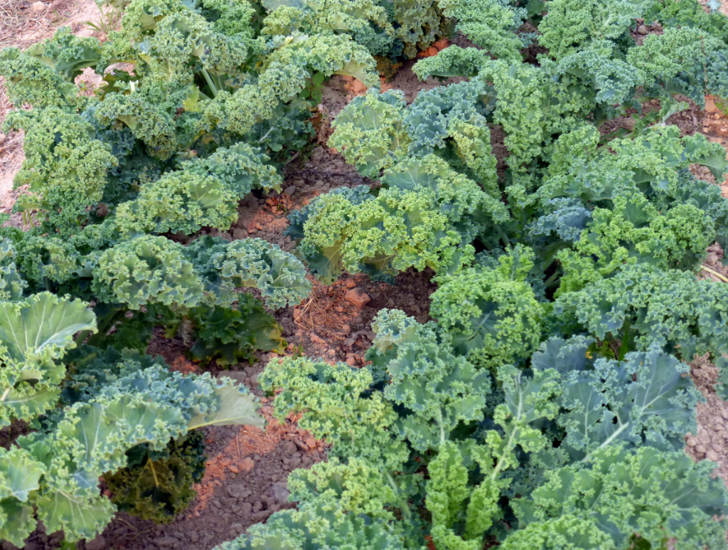 Seeds, Kale Vates