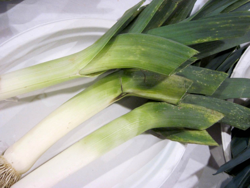 Seeds, Leeks King Sieg