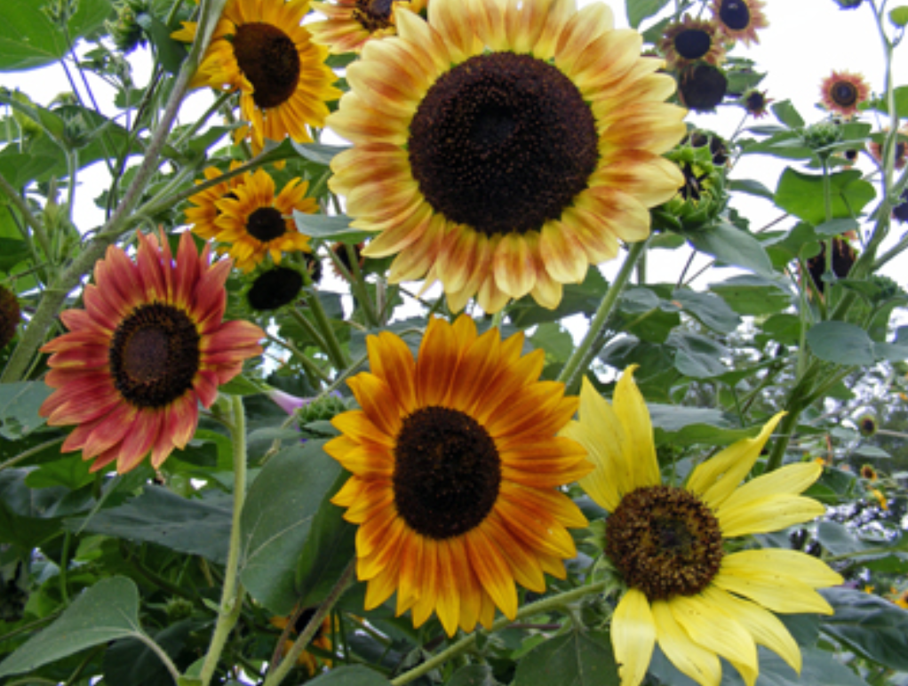 Seeds, Sunflower Selma Suns