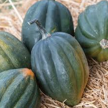Seeds, Winter Squash, Bush Acorn