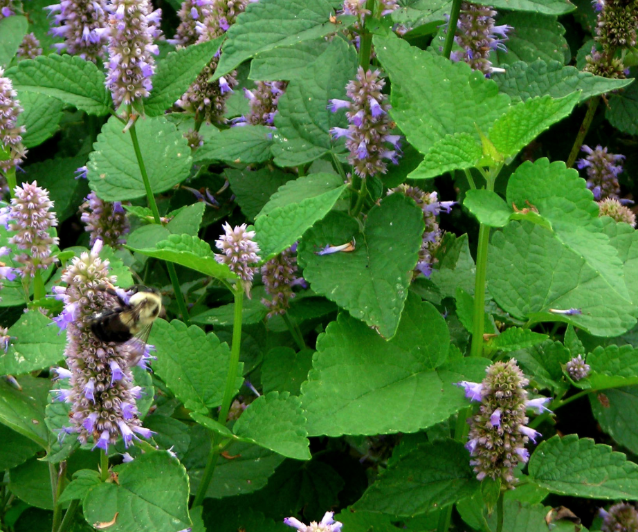 Seeds, Anise Hyssop