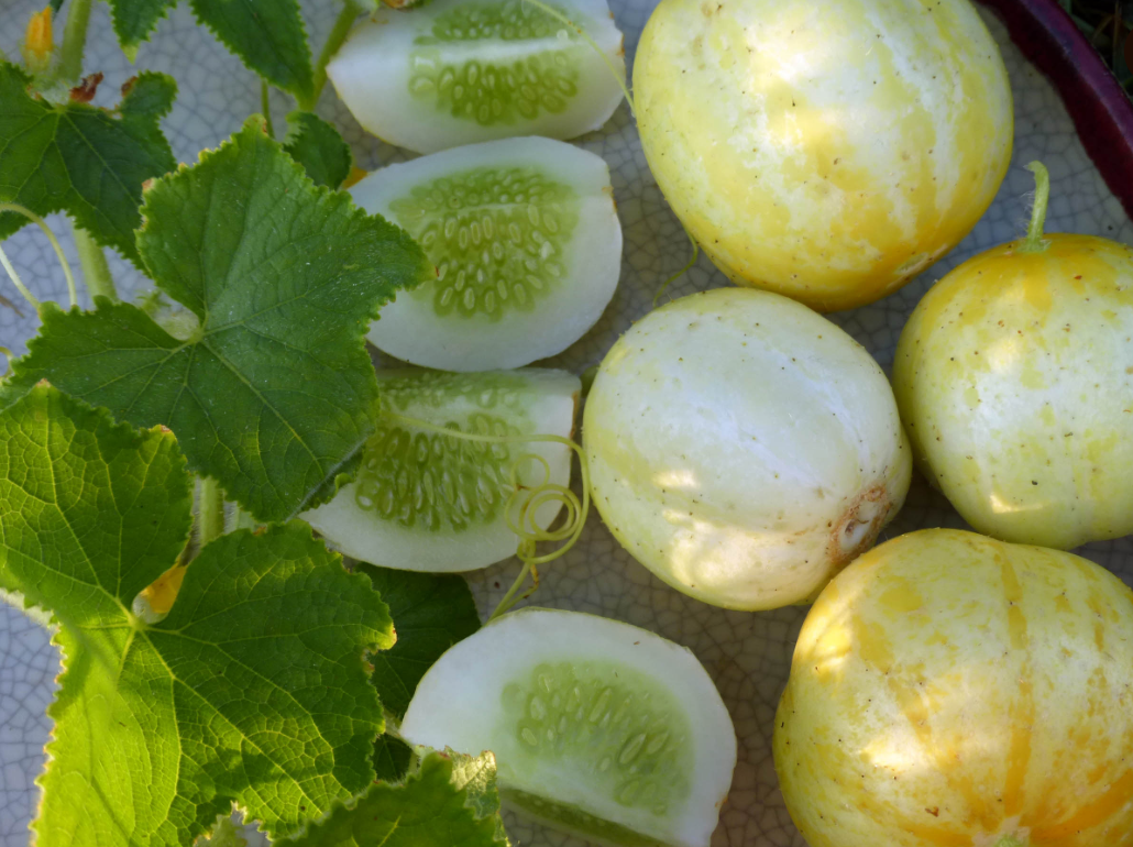 Seeds, Cucumber Lemon