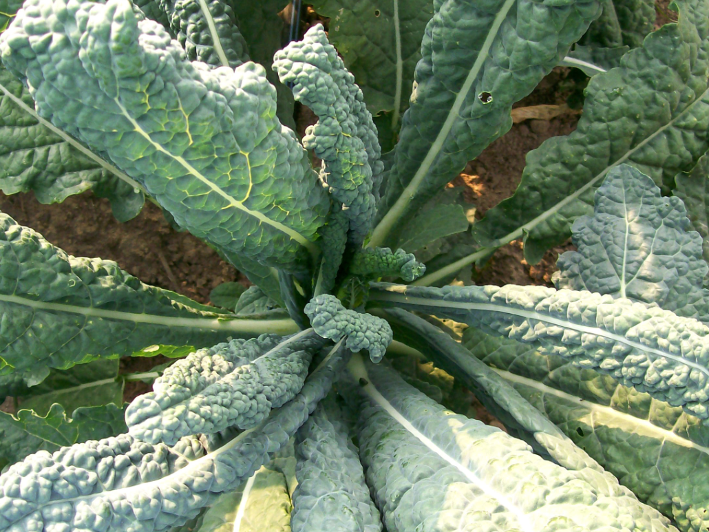 Seeds, Kale Lacinato