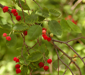 Alleghany Serviceberry Bare Root Native Fruit Tree For Sale