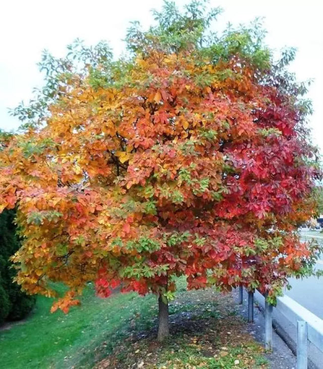 Autumn Brilliance Serviceberry Native Fruit Tree For Sale