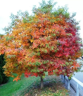 Autumn Brilliance Serviceberry Bare Root Native Fruit Tree For Sale