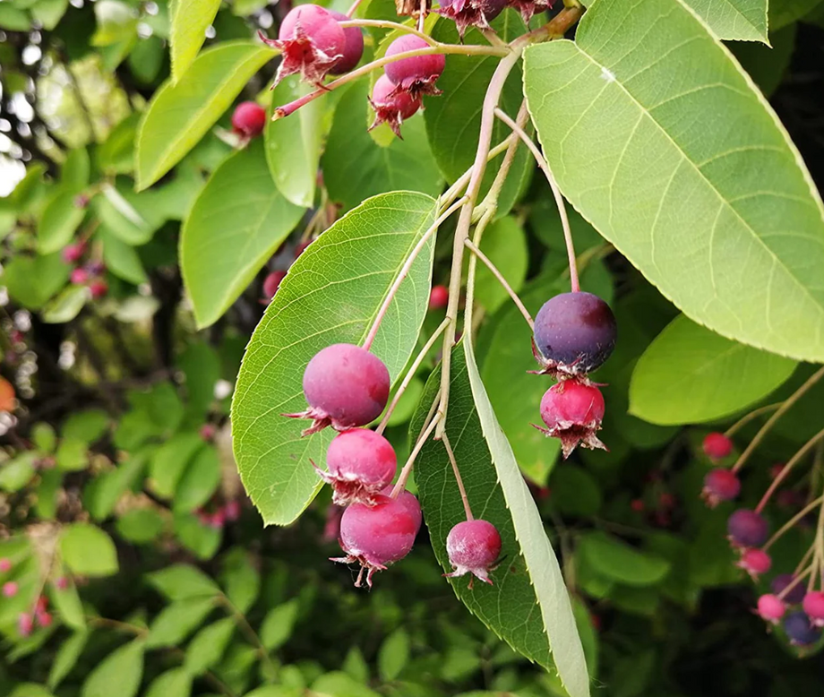 Bare Root Fruit Trees For Sale - Ships Spring 2025 – The Farm Connection