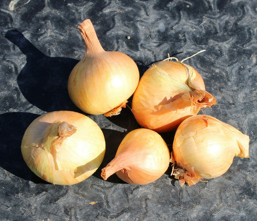 Shallots, Dutch Yellow Organic