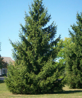 Norway Spruce Native Trees Tree For Sale