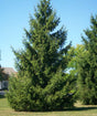 Norway Bare Root Spruce Trees Tree For Sale