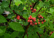 Aromatic Sumac Native Shrub Tree For Sale