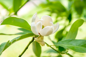 Sweet Bay Magnolia Bare Root Native Tree For Sale