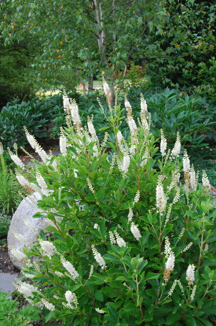 Sweet Pepperbush Native Shrub For Sale