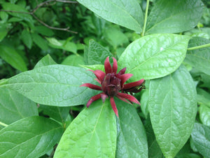 Sweetshrub Bare Root Native Shrub For Sale