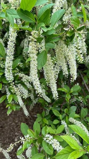 Virginia Sweetspire Plant For Sale