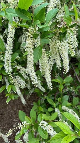 Virginia Sweetspire Plant For Sale
