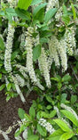 Virginia Sweetspire Plant For Sale