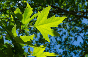 Sycamore Bare Root Native Tree For Sale